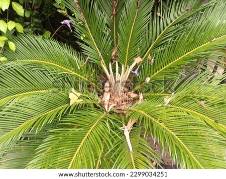 Cycads greenplant is in the garden.  Royalty-Free Stock Photo #2299034251