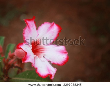 Azaleas in the garden with flowers and leaves as background bokeh