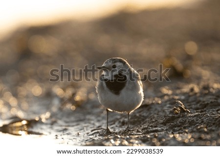 White Wagtail in pond in Morning