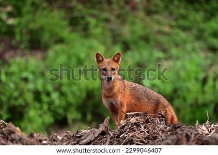 In the picture we see a fox roaming around in search of food.