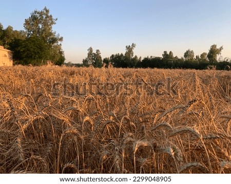 A beautiful wheat image .