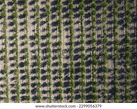 Aerial Modern Garden. aerial top view of an apple orchard planted using modern gardening techniques. Rows of young, well-groomed trees, geometry of modern farms and organic farming practices.