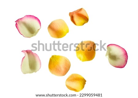 Delicate petals roses of different colors .  Isolate on white