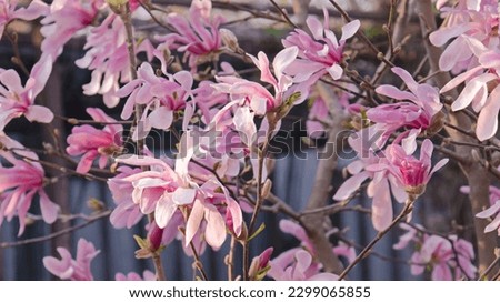 Close-up of the blooming branches of the Magnolia loebneri "Leonard Messel"