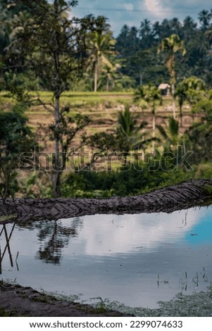 The Tegallalang Rice Terraces in Ubud famous rice paddies with irrigation system (subak), Bali, Indonesia