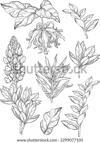 ylang ylang and lupine flowers and leaves vector clip art, set of botanical illustrations. Black and white wild flowers with green leave