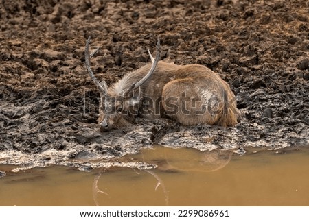 wild male sambar deer or rusa unicolor resting and cooling off his body with eye contact and reflection in mud water or sludge in hot summer season jungle safari in national park forest reserve india