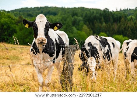 Adolescent bull (Holstein Friesian cattle) on a pasture, looking towards camera Royalty-Free Stock Photo #2299101217