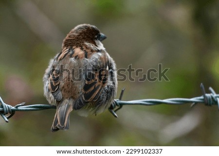 A detailed picture of the back of a sparrow.