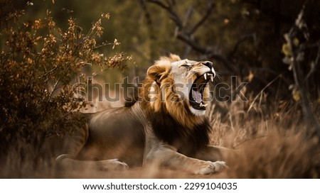 A wild lion roaring in the jungle Royalty-Free Stock Photo #2299104035