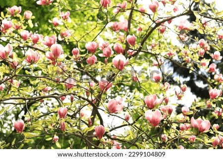 Magnolia blossom in the park. Pink and white flowers, natural background. Blooming tree
