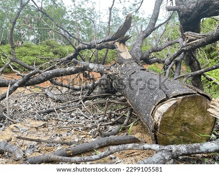 tree branches former illegal logging