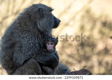 Mother baboon and baby sitting, in Kenya, Africa, baby primate looks at camera