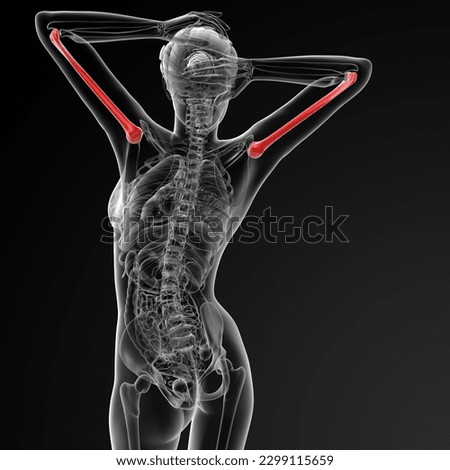 3d rendered illustration of the female humerus bone - back view