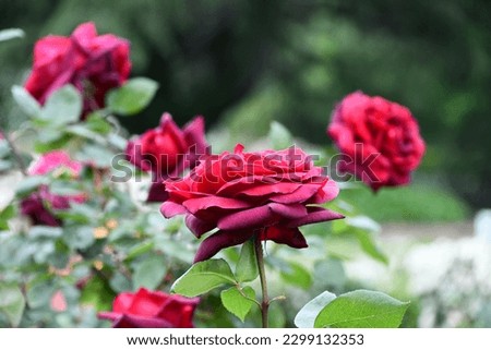 Beautiful spring roses in bloom