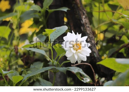 Find White Flower stock images in HD and millions of other royalty-free stock photos,