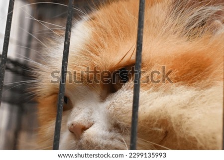 medium persian cat, in a cat cage with a sullen expression