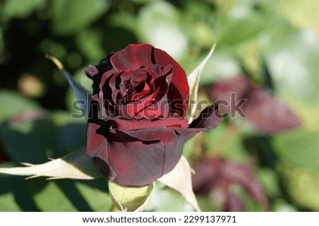 Fresh beautiful dark red rose top view. Valentine day.