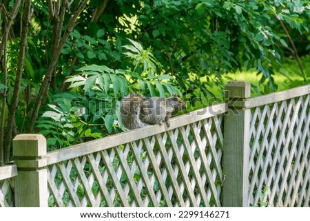 A squirrel walking on a wooden fence in summer