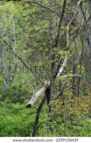 Fallen branch suck on tree in the woods-Outdoor nature and landscaping photography. 