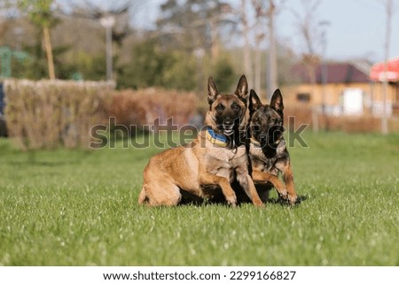 Two belgian shepherd dogs running in a field Royalty-Free Stock Photo #2299166827