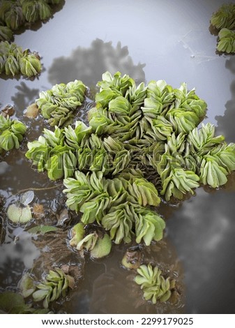 Watermoss.
Salvinia, a genus in the family Salviniaceae, is a floating fern named in honor of Anton Maria Salvini, a 17th-century Italian scientist. Watermoss is a common name for Salvinia.