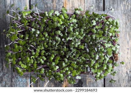microgreens of different varieties, business card, photo for social networks