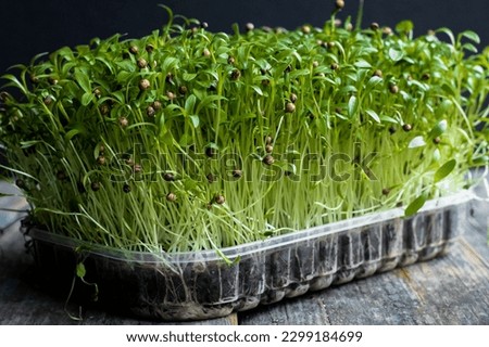 microgreens of different varieties, business card, photo for social networks