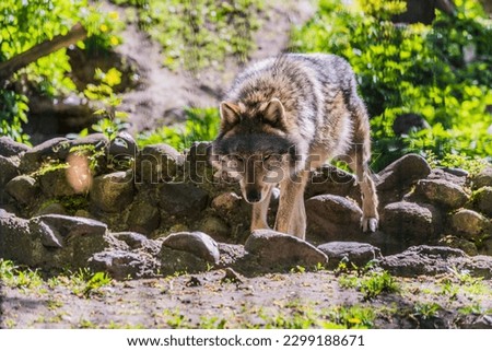 male wolf in the zoo