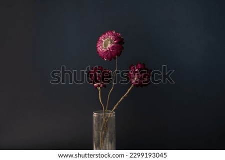 Red Strawflowers on dark blue navy background. Dramatic side lighting, romantic, copy space.