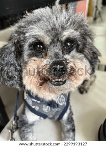 Take pictures of pet poodle expressions as material photos