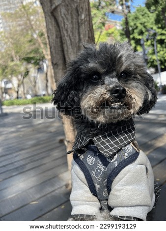 Take pictures of pet poodle expressions as material photos