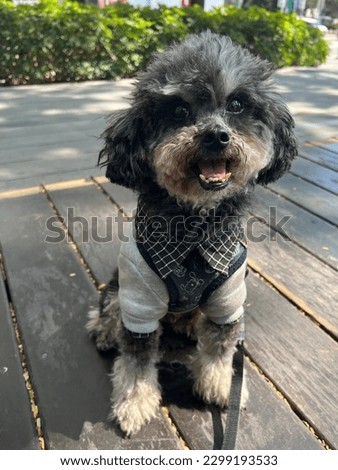 Take pictures of pet poodle expressions as stock photos