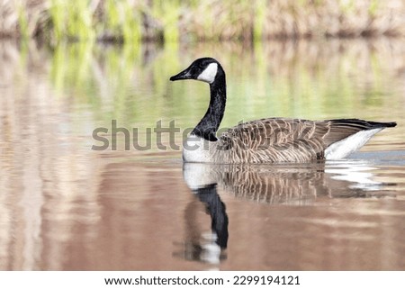 A Canadian goose swims along the surface of a small pond and is reflected in the surface of the water