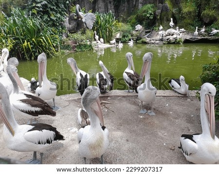 pelicans with big lungs so amazing bird in the world