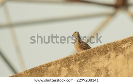 Bird sitting on a wall natural picture