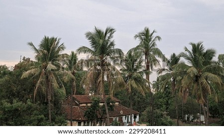 Palm trees with an old house