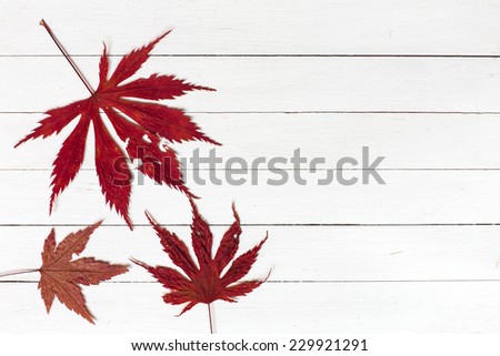Autumn leaves on white wooden background. /Autumn leaves on white wooden background
