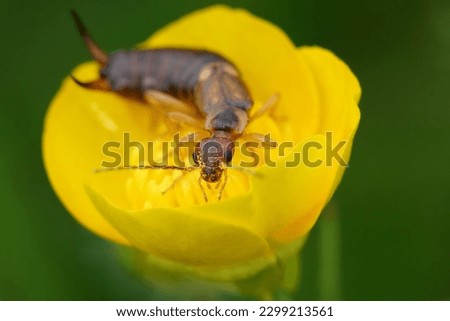 Natural closeup on the common European earwig, Forficula auricularia in a yellow buttercup flower