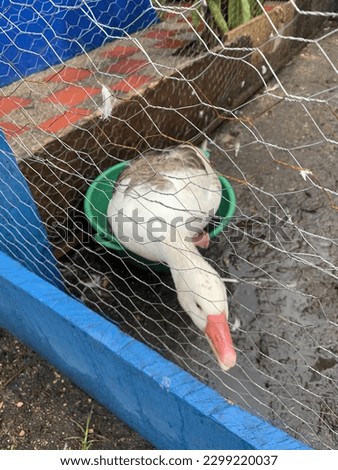 Duck Trying to use a plastic bowl with water like a lake, the duck is i side of the mesh wire