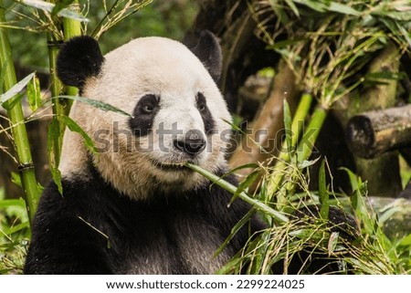 Giant Panda (Ailuropoda melanoleuca) eating bamboo at the Giant Panda Breeding Research Base in Chengdu, China Royalty-Free Stock Photo #2299224025