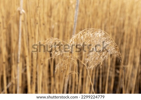 A field of tall grass with the word reeds on it