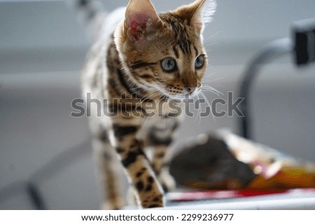 Bengal cat tiger kitten adventures