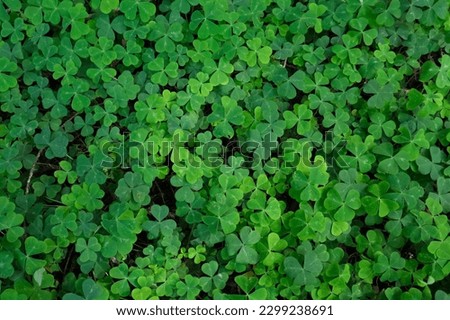 Close up of green three leaf clover covering forest floor.  Various photos of different distances.  Perfect for St. Patricks Day.  Unable to fine four leaf on the clover.  Royalty-Free Stock Photo #2299238691