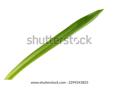 long green leaves of daffodils or primroses, isolated on a white background