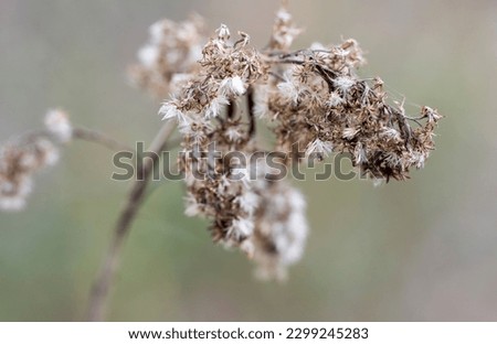 Close-up of dry flower of Solidago plant with blurred background