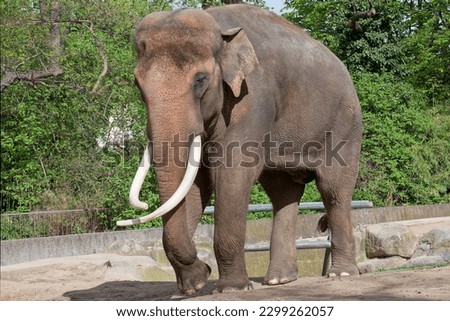 Close-up of an adult Indian elephant.