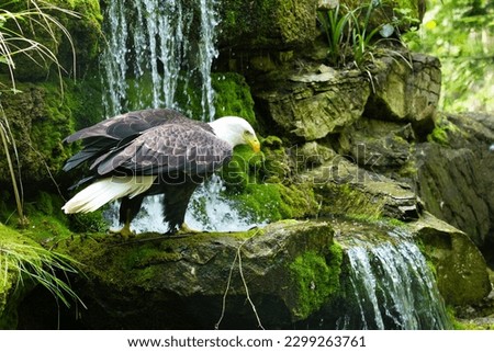 Eagle in front of waterfall