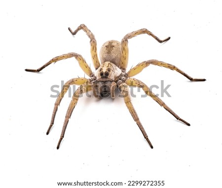 Big beautiful female wolf spider Tigrosa annexa is a species of wolf spider in the family Lycosidae. It is found in the United States isolated on white background front top dorsal view