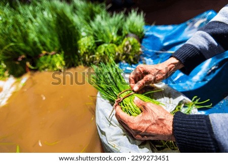 In depth of field, close-up view of grass placed in herby cheese and old man's hands selling it. Siirt historical bazaar, Turkey. Royalty-Free Stock Photo #2299273451